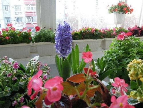 這4種花卉盆栽養(yǎng)得好,開花漂亮,花色艷麗,適合裝飾室內(nèi)