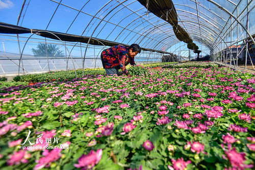 山東青州 花卉種植助增收