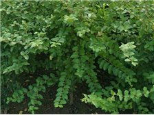 河北省定州市建衛苗圃產品展示