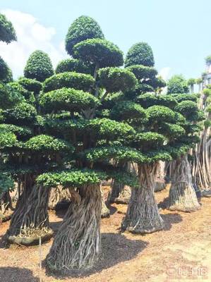 造型優美小葉榕供應，打造綠色生態空間——龍海市東泗興輝園藝場專業綠化苗木服務
