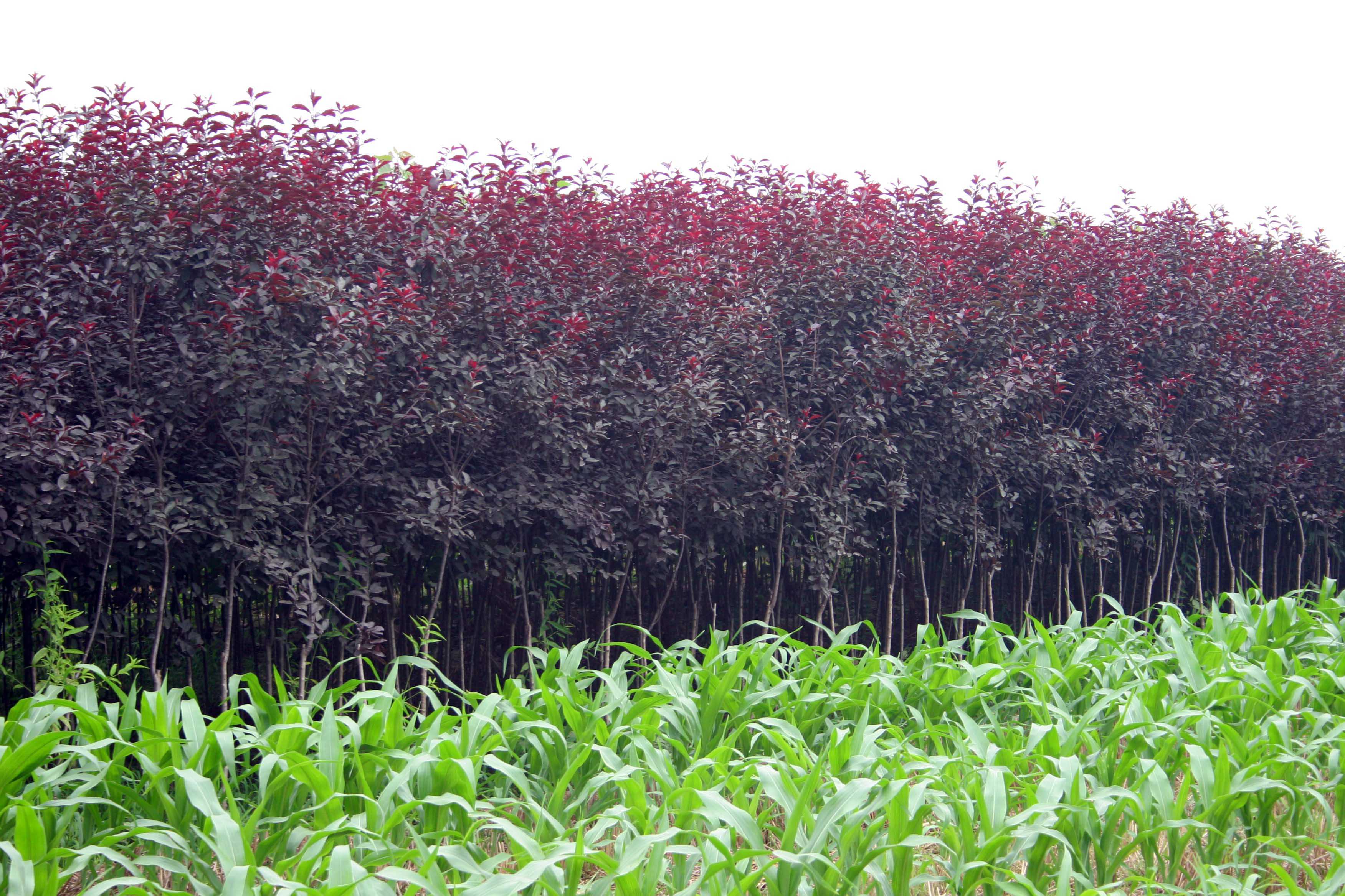 武陟縣小巖村 苗木花卉基地的綠色崛起與鄉村振興實踐